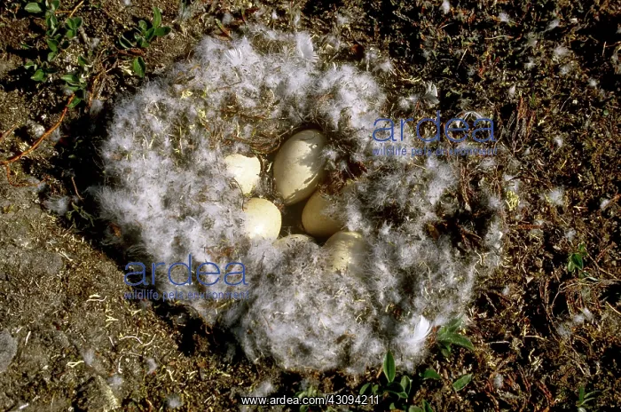 : Snow Goose Nest : Snow Goose Nest