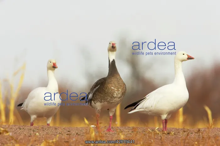 : Snow Goose - Normal White form and rare Blue form : Snow Goose - Normal White form and rare Blue form
