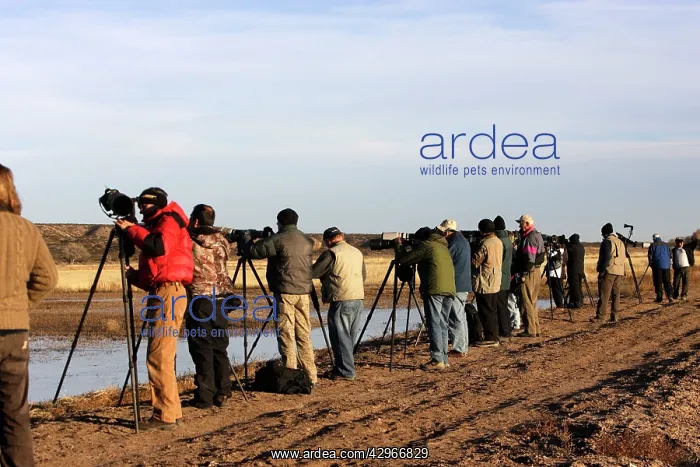 : Snow Goose and photographers - Bosque del Apache : Snow Goose and photographers - Bosque del Apache