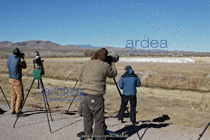 : Snow Goose and photographers - Bosque del Apache : Snow Goose and photographers - Bosque del Apache