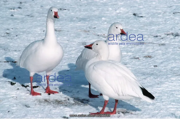 : SNOW GOOSE - three, on snow : SNOW GOOSE - three, on snow