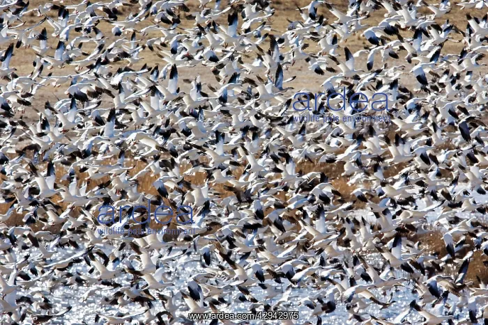 : Snow Goose - in winter : Snow Goose - in winter