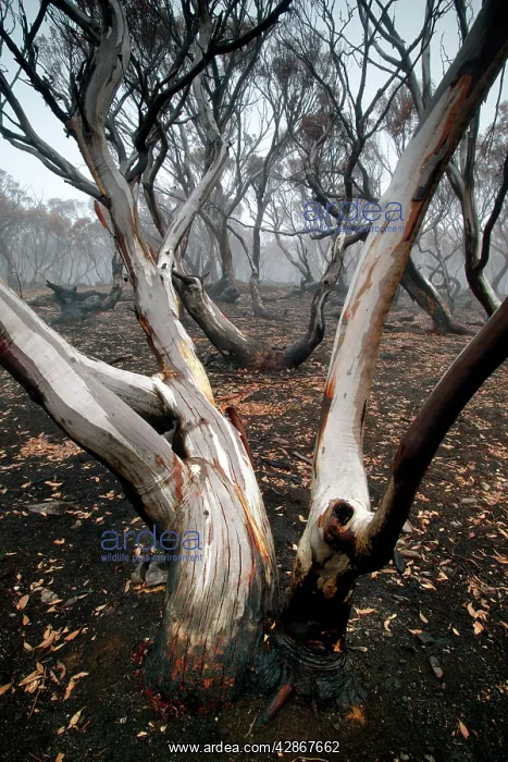 : Snow Gum after bush fire : Snow Gum after bush fire