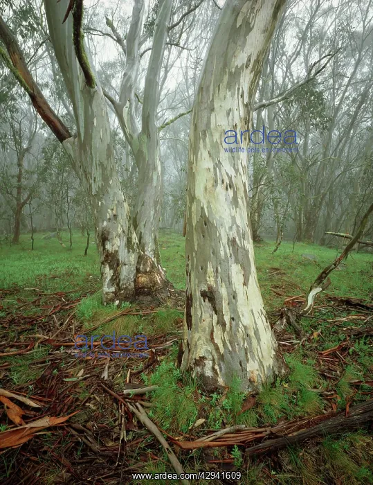 : Snow gum (Eucalyptus pauciflora), Mt Cobbler, Alpine : Snow gum (Eucalyptus pauciflora), Mt Cobbler, Alpine