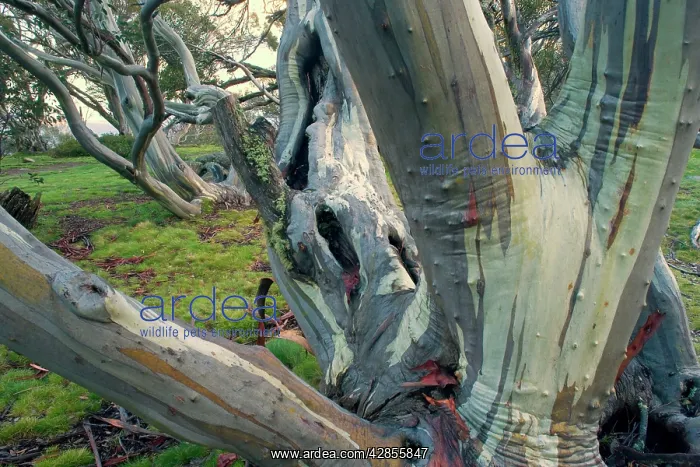 : Snow Gum - old and gnarled Snow Gums grow in Victoria's : Snow Gum - old and gnarled Snow Gums grow in Victoria's