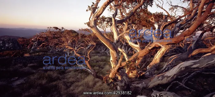  : Snow gum on summit of Mt Bimberi, 1911 m (Eucalyptus
