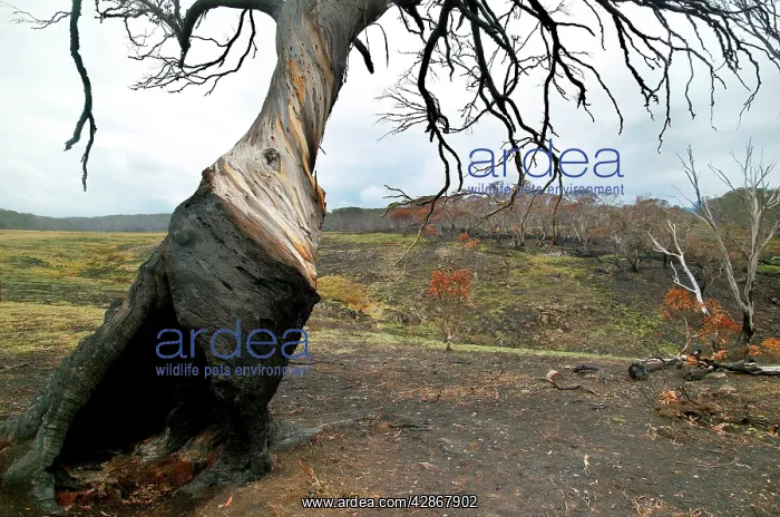 : Snow Gum Tree - Bush fire aftermath : Snow Gum Tree - Bush fire aftermath