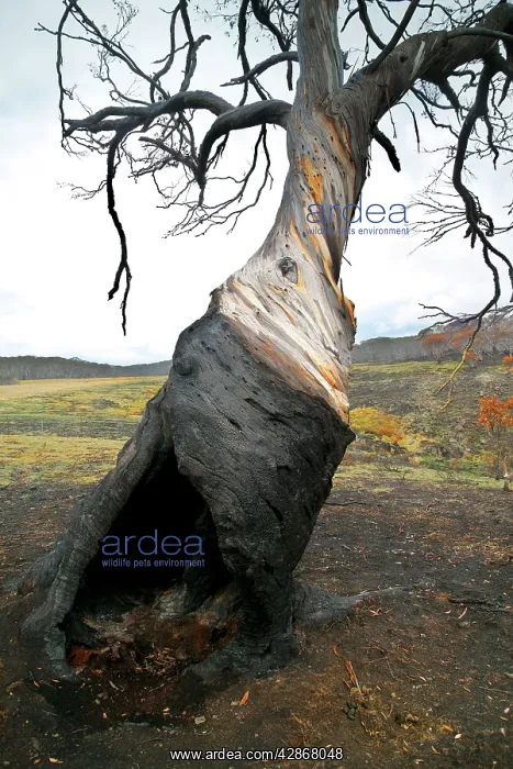 : Snow Gum Tree - Bush fire aftermath : Snow Gum Tree - Bush fire aftermath