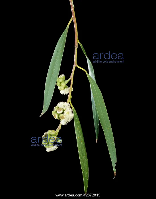  : Snow Gum - Weeping form, leaves & flowers