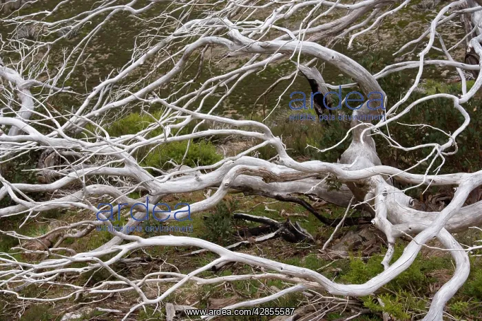 : Snow Gum - a windswept and by fire damaged Snow : Snow Gum - a windswept and by fire damaged Snow