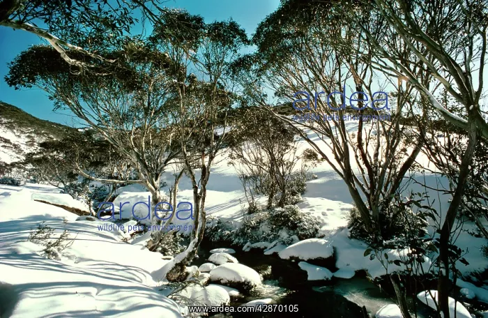 : Snow Gums (Eucalyptus pauciflora). Kosciuszko National Park, New South Wales, Australia : Snow Gums (Eucalyptus pauciflora). Kosciuszko National Park, New South Wales, Australia