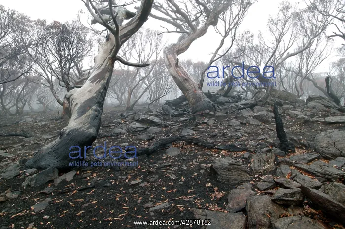 : Snow Gums after bush fire : Snow Gums after bush fire