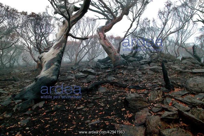 : Snow gums after bushfire (Eucalyptus pauciflora) : Snow gums after bushfire (Eucalyptus pauciflora)