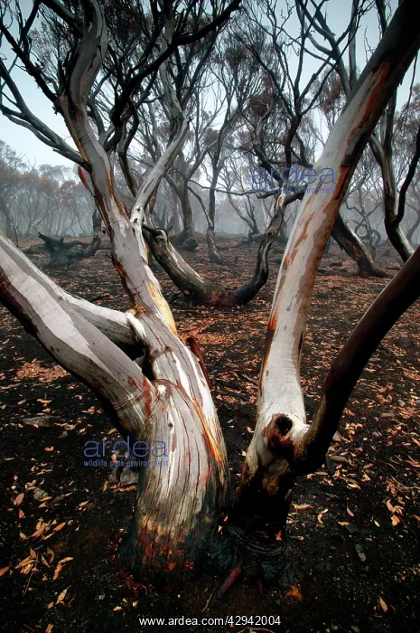 : Snow gums after bushfire (Eucalyptus pauciflora) : Snow gums after bushfire (Eucalyptus pauciflora)