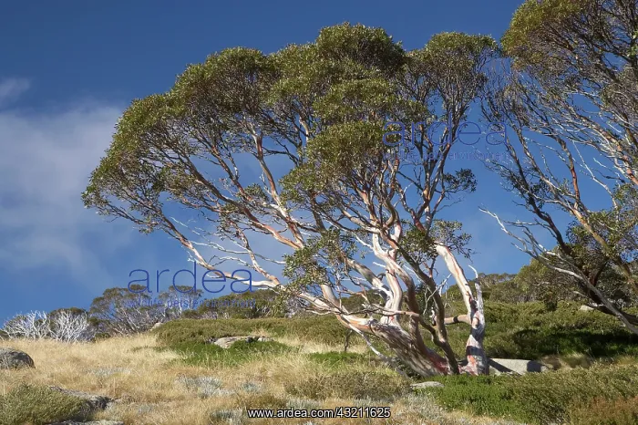 : Snow Gums (Eucalyptus pauciflora), Charlotte : Snow Gums (Eucalyptus pauciflora), Charlotte