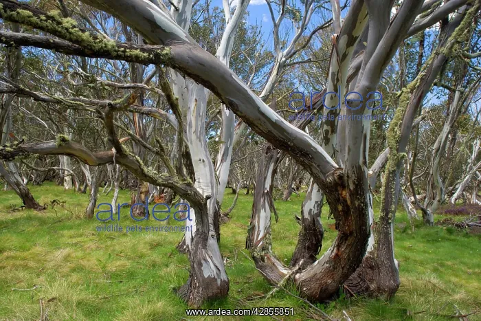 : Snow Gums - forest of Snow Gums growing in Victoria's : Snow Gums - forest of Snow Gums growing in Victoria's
