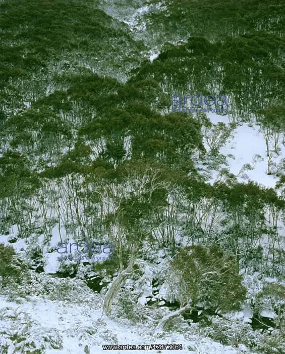 : Snow gums and Thredbo River : Snow gums and Thredbo River