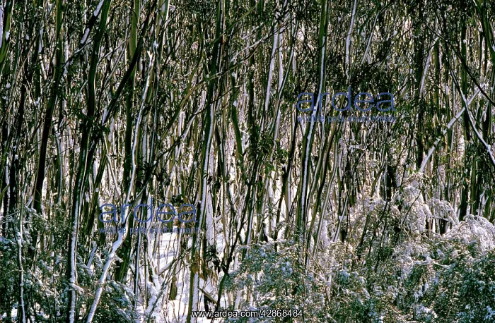  : Snow Gums - Woodland in winter snow