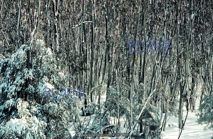 : Snow Gums - Woodland in winter snow : Snow Gums - Woodland in winter snow