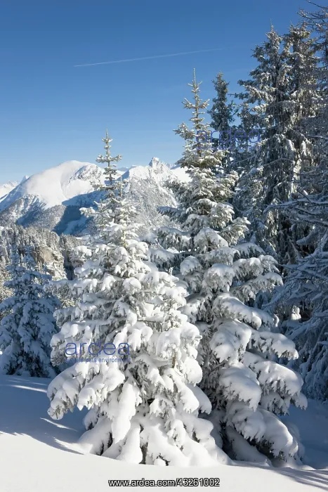 : Snow Landscape in the Bernese Alps. Diemtigtal : Snow Landscape in the Bernese Alps. Diemtigtal