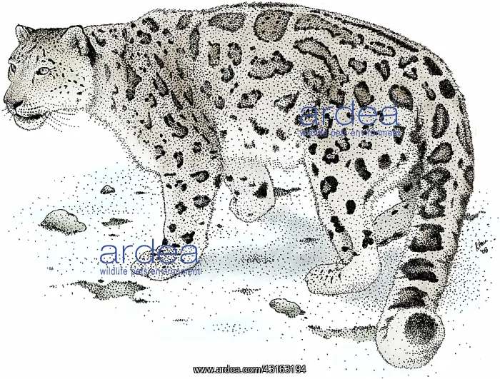 : Snow Leopard : Snow Leopard