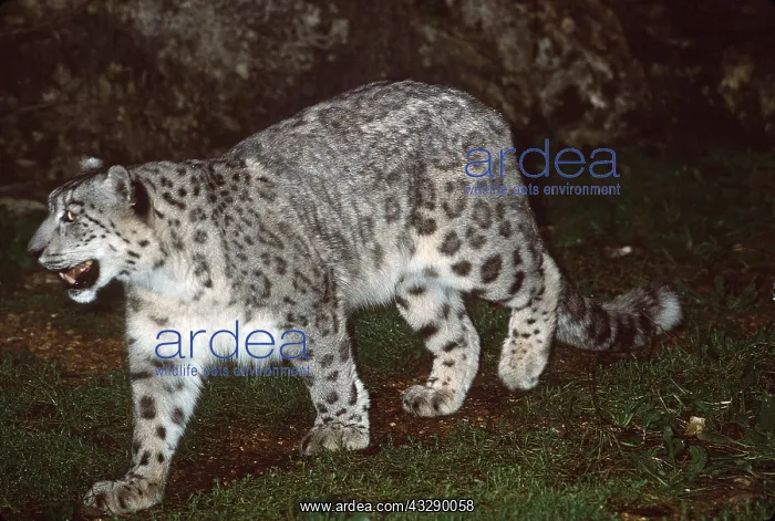 : SNOW LEOPARD : SNOW LEOPARD