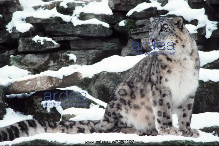 : SNOW LEOPARD : SNOW LEOPARD