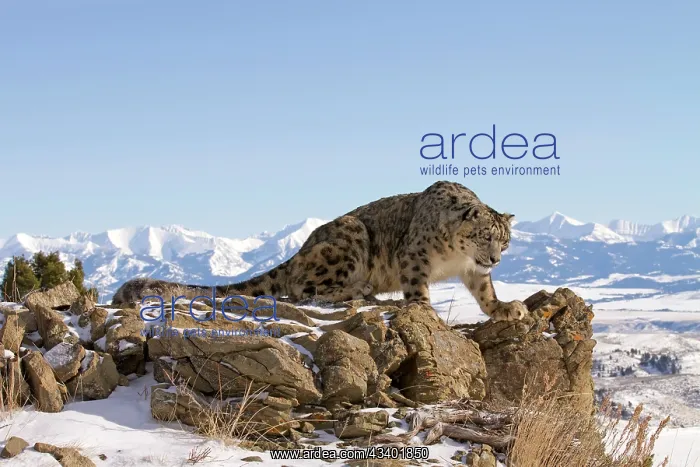  : Snow Leopard