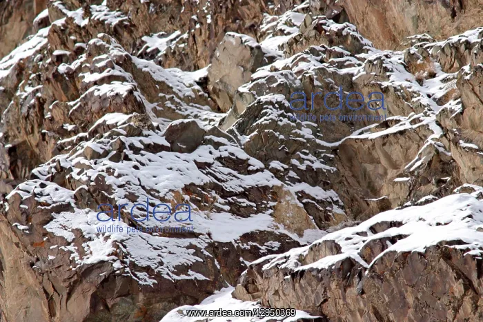 : Snow Leopard - camouflaged in wild : Snow Leopard - camouflaged in wild