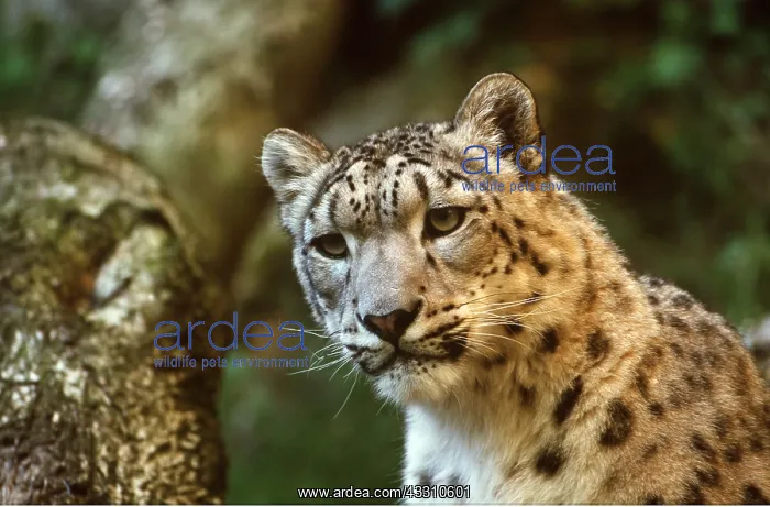 : SNOW LEOPARD - Close up of face : SNOW LEOPARD - Close up of face