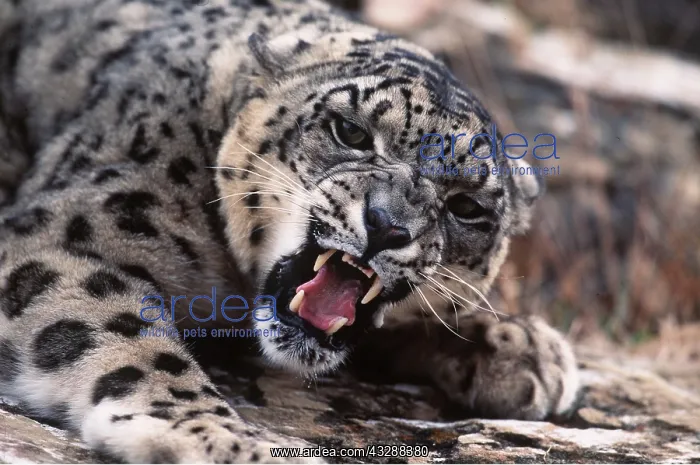 : SNOW LEOPARD - close-up growling : SNOW LEOPARD - close-up growling