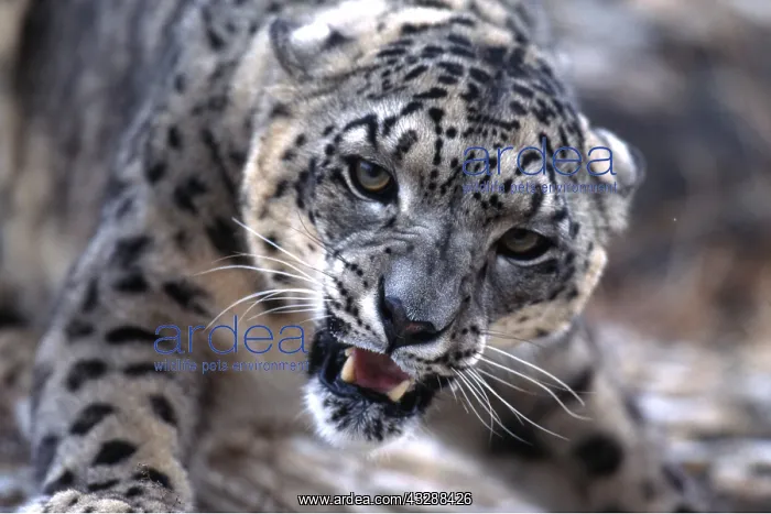 : SNOW LEOPARD - close-up of head showing teeth : SNOW LEOPARD - close-up of head showing teeth
