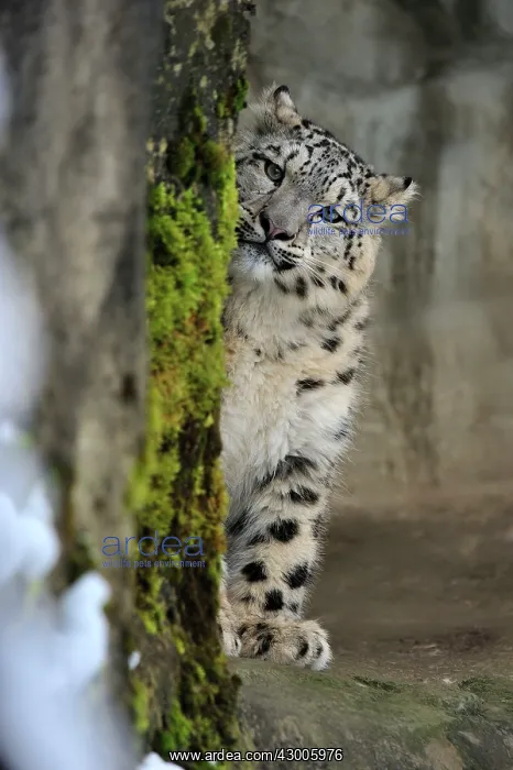 : Snow Leopard controlled conditions : Snow Leopard controlled conditions