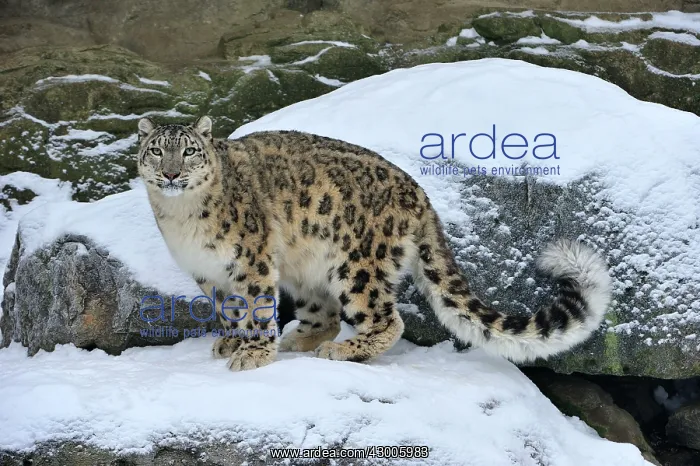 : Snow Leopard controlled conditions : Snow Leopard controlled conditions