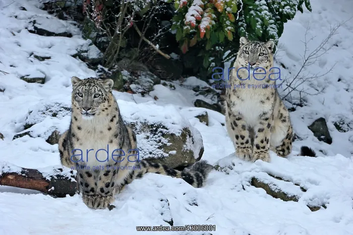 : Snow Leopard controlled conditions : Snow Leopard controlled conditions