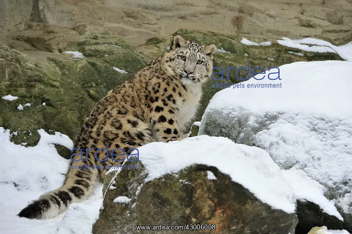 : Snow Leopard controlled conditions : Snow Leopard controlled conditions