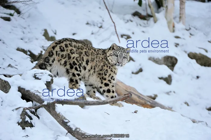 : Snow Leopard controlled conditions : Snow Leopard controlled conditions