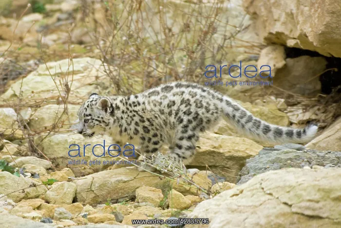  : Snow Leopard - cub