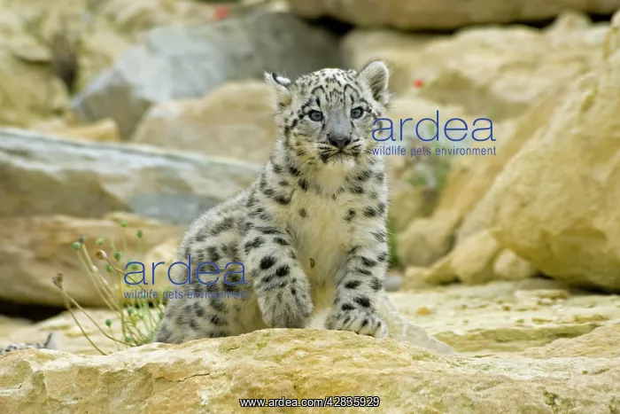  : Snow Leopard - cub