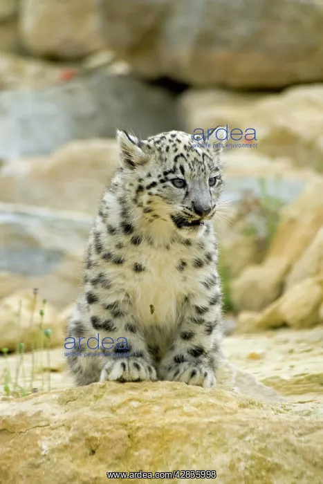  : Snow Leopard - cub
