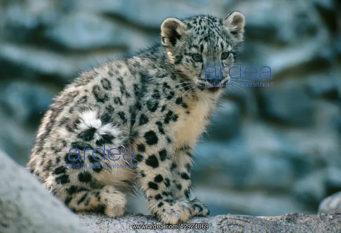 : Snow Leopard - Cub : Snow Leopard - Cub
