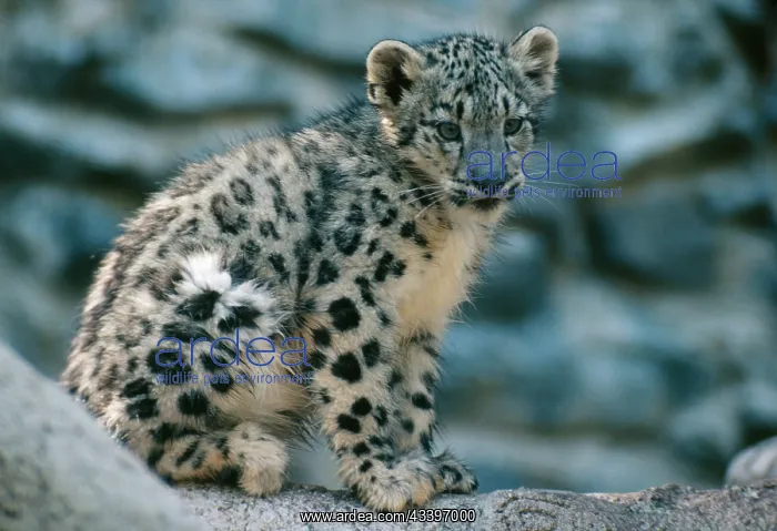 : Snow Leopard - Cub : Snow Leopard - Cub