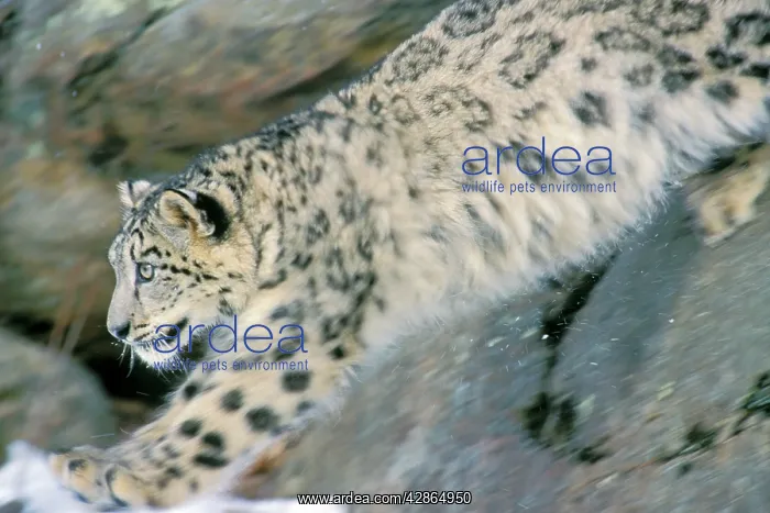 : Snow Leopard - Endangered Species, pouncing from : Snow Leopard - Endangered Species, pouncing from