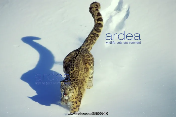 : Snow Leopard - Endangered Species, walking through : Snow Leopard - Endangered Species, walking through