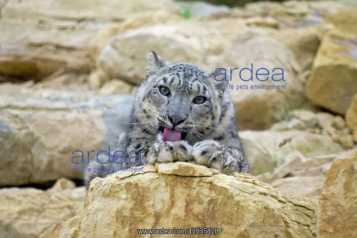 : Snow Leopard - female cleaning : Snow Leopard - female cleaning