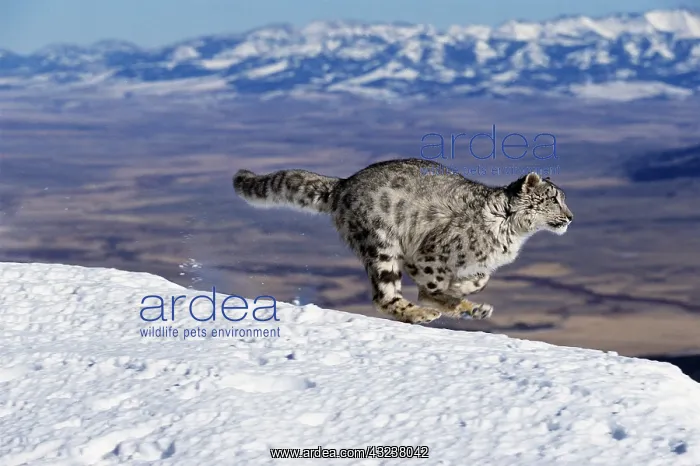 : Snow Leopard or Ounce, uncia uncia, Portrait running on Snow : Snow Leopard or Ounce, uncia uncia, Portrait running on Snow