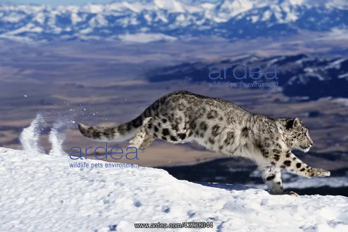 : Snow Leopard or Ounce, uncia uncia, Adult running : Snow Leopard or Ounce, uncia uncia, Adult running