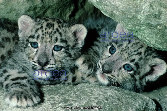 : Snow Leopard (Panthera uncia) two 9 week old cubs : Snow Leopard (Panthera uncia) two 9 week old cubs