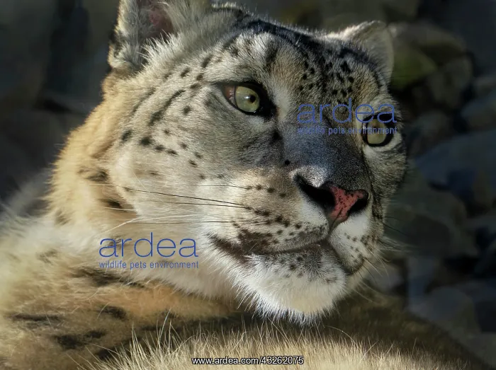 : Snow leopard (Panthera uncia), adult, animal portrait : Snow leopard (Panthera uncia), adult, animal portrait