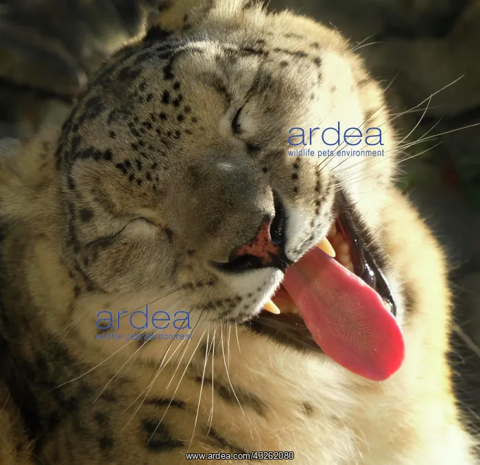 : Snow leopard (Panthera uncia), adult, animal portrait : Snow leopard (Panthera uncia), adult, animal portrait